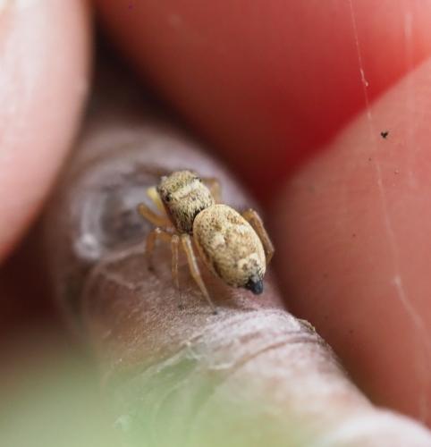 Heliophanus tribulosus